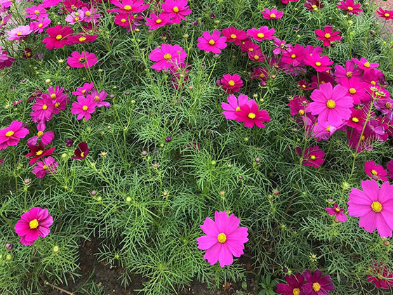 长春批发假花-风景树收购